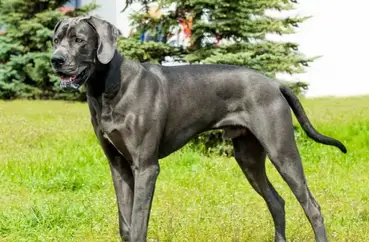 Blue Great Dane Blue Gentle Giant Facts Care Guide My Dogs Info