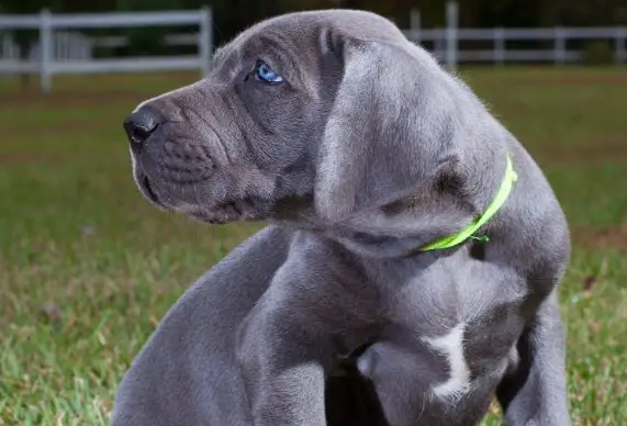 blue-dane-pup