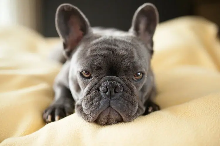 Blue French Bulldog Debunking the Blue Frenchie facts