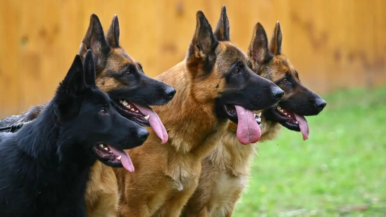 German Shepherd Golden Retriever Mix Guide - My Dogs Info
