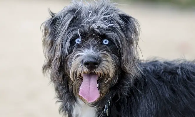 Husky poodle mixed breed dog with blue eyes