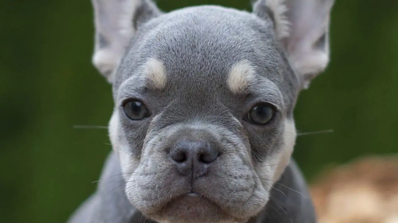 lilac-and-tan frenchie