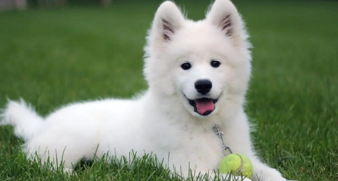samoyed-puppy