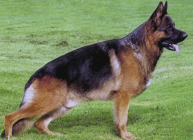 How Many Types Of German Shepherds Are There Variations My Dogs Info   West German Show Line 