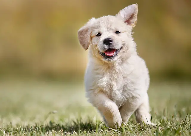 white-golden-retriever-puppy