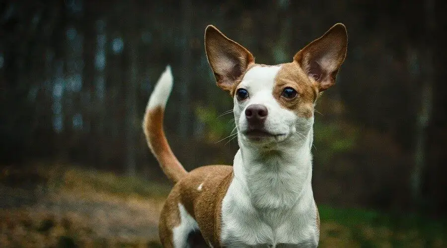 Chihuahua-Pitbull-Mixes guide