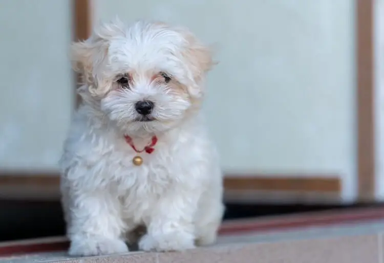 Teacup Maltipoo Guide- Is this the ultimate apartment ...