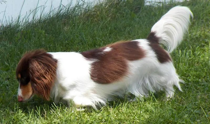A long-haired Piebald Dachshund is extremely adorable