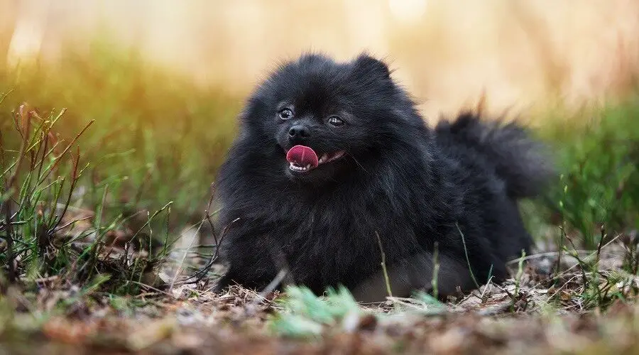 Black-Pomeranian-are more expensive