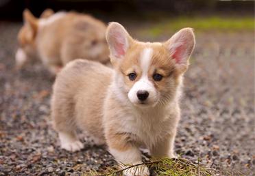 how much is a teacup corgi