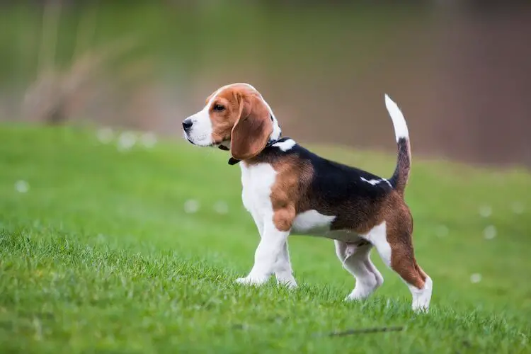 Teacup Beagle Pocket Beagle buyer's guide My