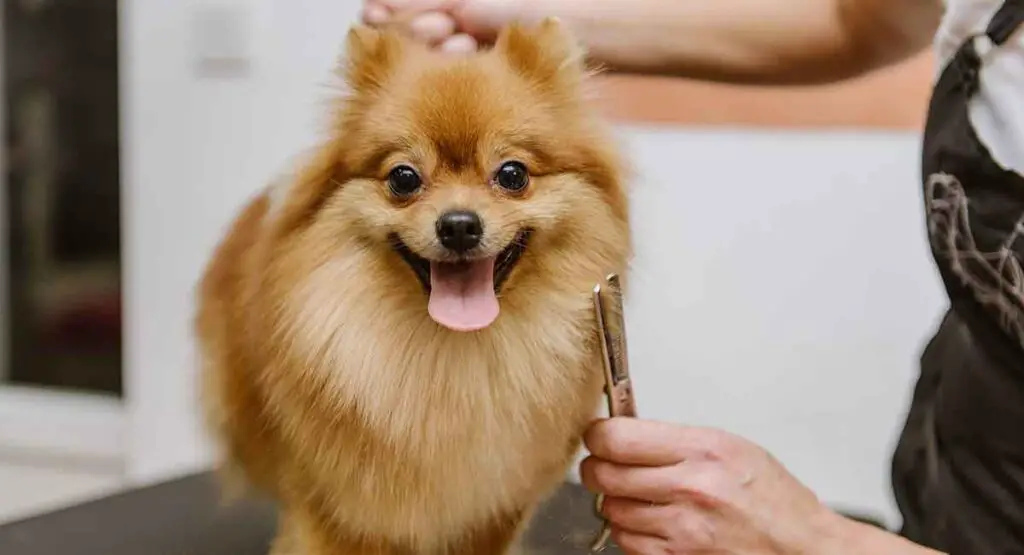 Pomeranian grooming cost