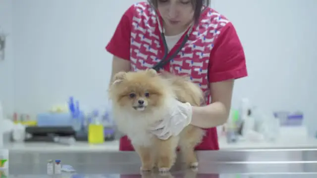 Pomeranian medical cost
