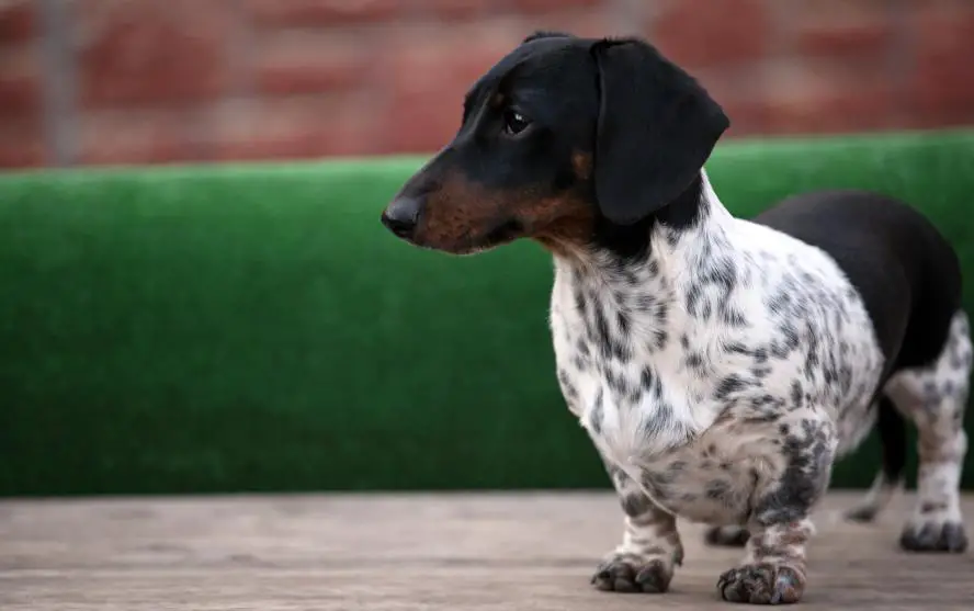 Piebald dachshund guide (Before you buy) - My Dogs Info
