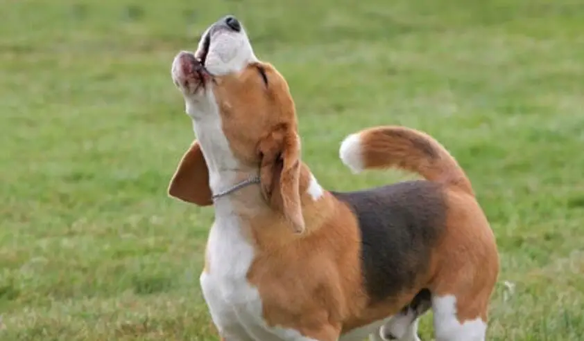 A beagle howling