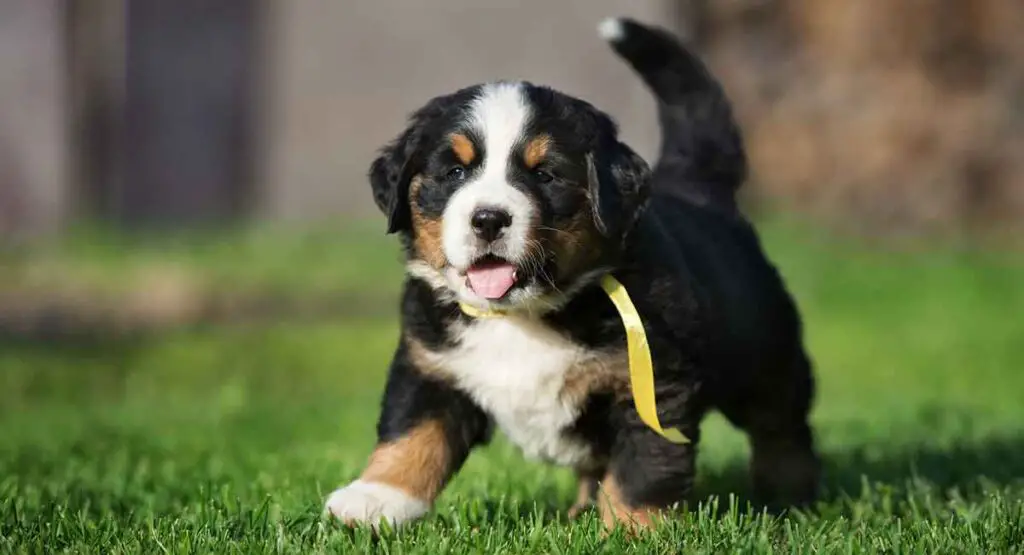 How much does a Bernese Mountain Dog cost? (+EXPENSES