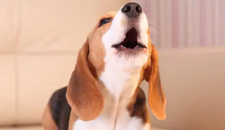 How to stop a Beagle from barking or howling