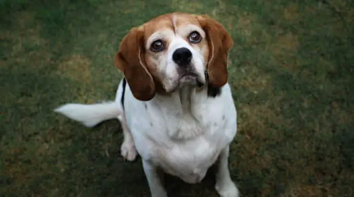 King charles Spaniel beagle mix
