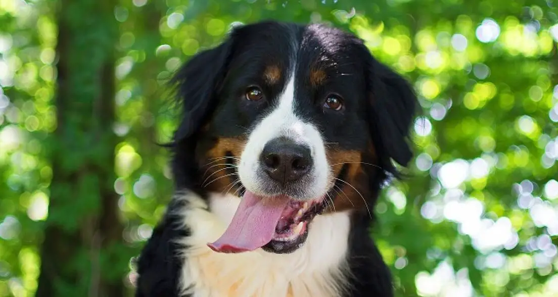 bernese-mountain-dog-cost