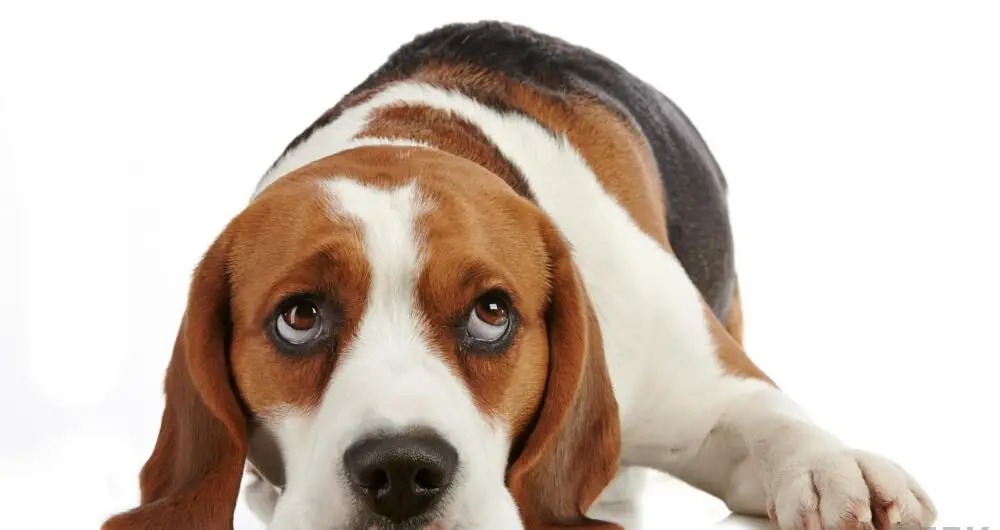 why do Beagle bark
