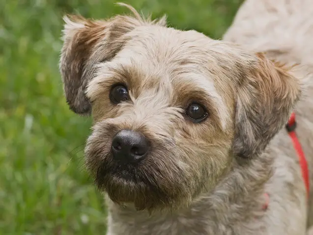 Cairn Terrier Poodle mix 