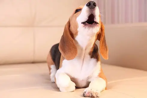 Beagle puppy barking