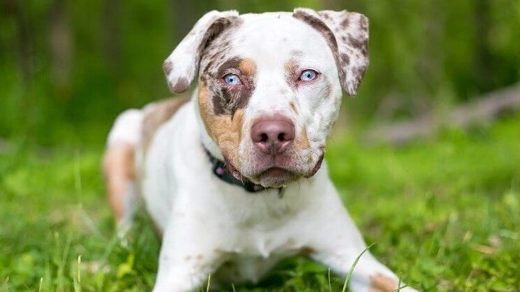 Is a Catahoula a pitbull?